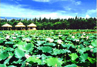 三水荷花世界(图)